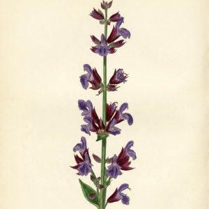 Salvia officinalis flower spike close-up, botanical illustration