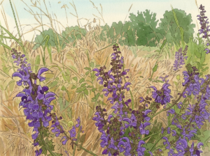 Salvia officinalis growing wild in habitat, botanical illustration