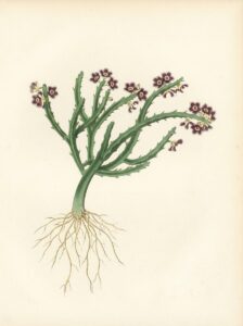 Victorian watercolor illustration of a whole Caralluma fimbriata plant