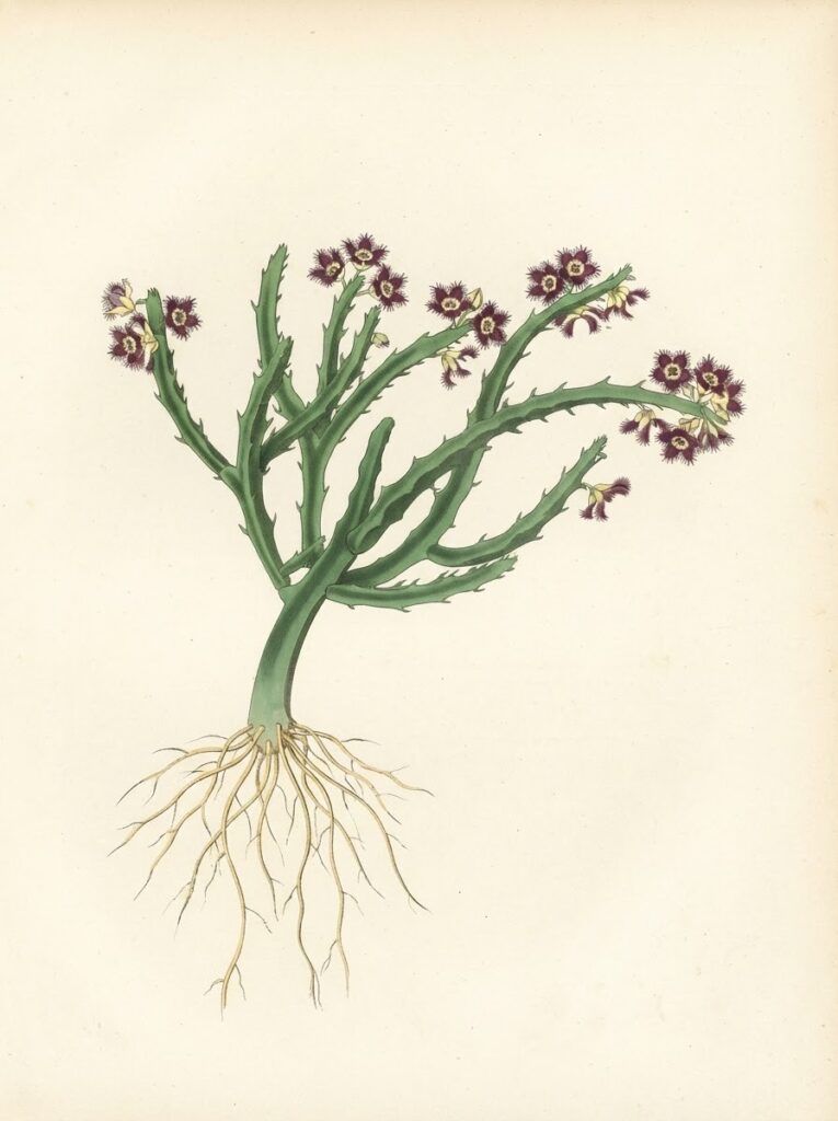 Victorian watercolor illustration of a whole Caralluma fimbriata plant
