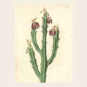 Victorian watercolor illustration of a Caralluma fimbriata stem