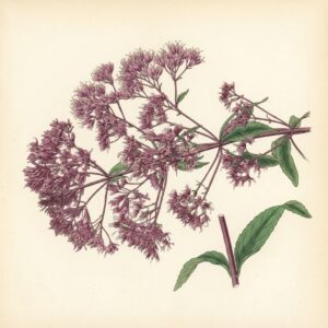 Victorian watercolor illustration of a Joe-Pye weed flower head