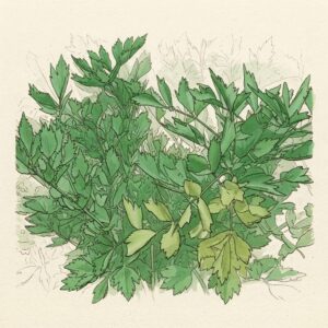 Victorian watercolor illustration of a lovage leaf