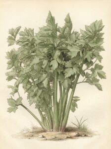 Victorian watercolor illustration of a whole lovage plant