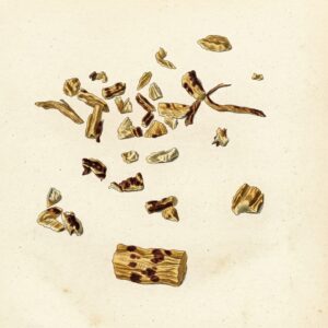 Victorian watercolor illustration of dried lovage root