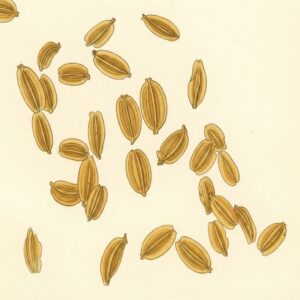 Victorian watercolor illustration of lovage seeds