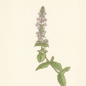 Victorian watercolor illustration of a spearmint flowering spike