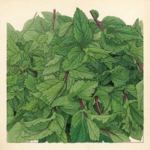 Victorian watercolor illustration of a spearmint leaf