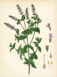 Victorian watercolor illustration of a whole spearmint plant