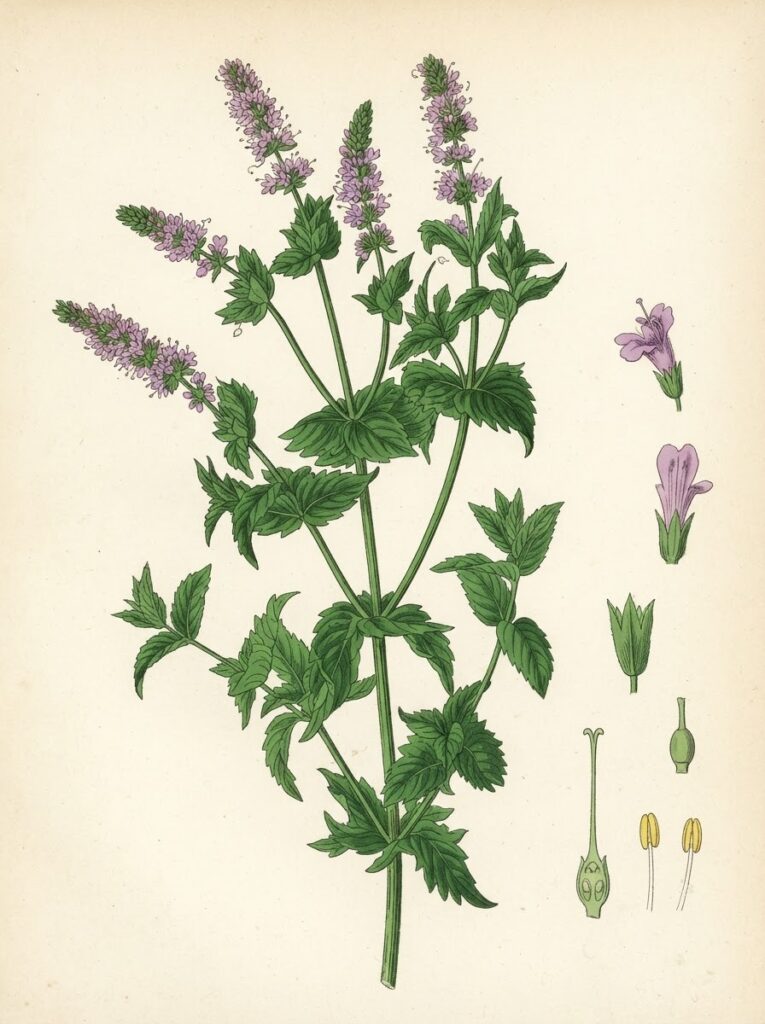 Victorian watercolor illustration of a whole spearmint plant