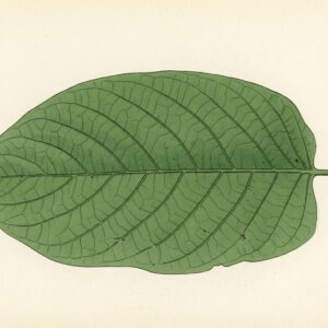 Victorian watercolor illustration of a kratom leaf