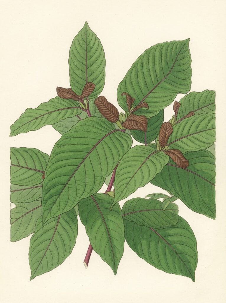 Victorian watercolor illustration of a kratom tree