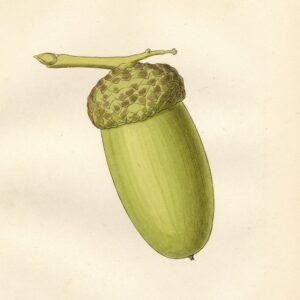 Victorian watercolor illustration of an English oak acorn