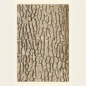 Victorian watercolor illustration of English oak bark