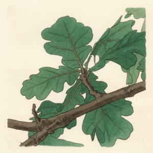 Victorian watercolor illustration of an English oak leaf